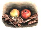 Titel des Bildes: Äpfel mit Laub - Jahr: 1997 - Maße: 39,7 cm x 30,5 cm - Technik: Aquarell auf Papier - Beschreibung: Naturstudie - Auftrag: Privat